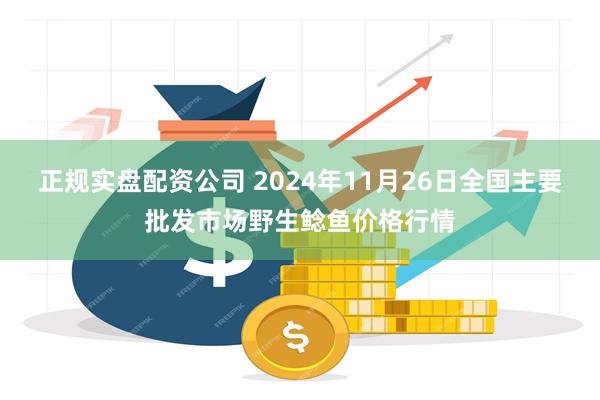 正规实盘配资公司 2024年11月26日全国主要批发市场野生鲶鱼价格行情